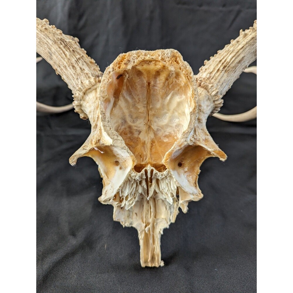 Wild 8 Point Whitetail Deer Antler Rack Horn Skull Plate Man Cave Tall - Picture 8 of 11